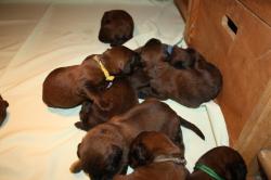 Chiots berger de brie  fauve