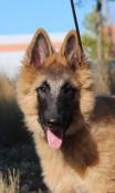 Chiots berger belge tervueren fauves et sables