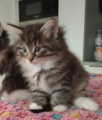 Chatons norvgien a vendre