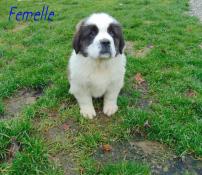 Saint bernard poil long