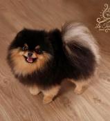 Saillie spitz nain pomeranian multi champion type ourson.