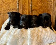 Jolis scottish-terrier noirs  retenir