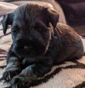 Chiots schnauzer nains poivre et sel lof