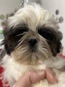 Chiot shih tzu lof de petit gabarit