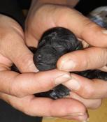 Chiots caniches  toy noir lof issus d'un mariage noir x marron