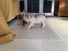 Chiot bouledogue franais