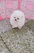 Apparence spitz nain/ pomeranian