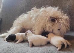 Magnifiques chiots jack russell lof