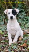 Jack russell d'exception disponibles