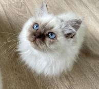 Magnifiques chatons sacr de birmanie disponibles  la rservation