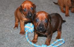 Chiot rhodesian ridgeback lof