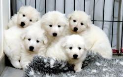 Chiots berger blanc suisse lof