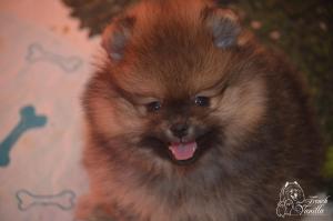 Chiot mle spitz nain