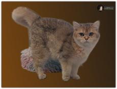 Chatons de race british shorthair