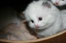 chatons Ragdoll  rserver