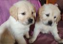 chiots d'apparence Golden Retriever disponibles