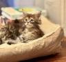 chatons Maine Coon  rserver