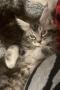 chatons Maine Coon  rserver