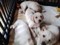 chiots d'apparence Retriever Du Labrador disponibles