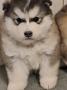 chiots Alaskan Malamute  rserver