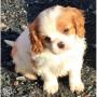 chiots Cavalier King Charles Spaniel disponibles