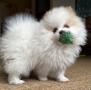 chiots Pomeranian disponibles