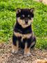 chiots Shiba disponibles