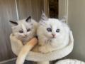 chatons Ragdoll  rserver