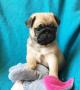 chiots Pug disponibles