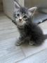 chatons Maine Coon disponibles