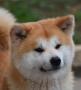 chiots Akita Inu  rserver