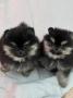 chiots Pomeranian disponibles