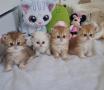 chatons British Poil Long  rserver