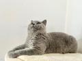 chaton British Shorthair disponibles