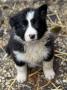 chiots Border Collie disponibles