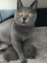 chatons Chartreux  rserver