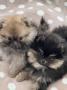 chiots Pomeranian disponibles