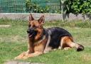 chiots Berger Allemand  Poil Court disponibles