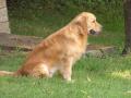 chiots Golden Retriever  rserver