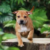 Magnifique chiots staffy noir    lof