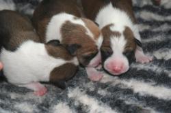 Chiots basenji lof