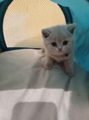 3 petits british shorthair cherchent leur famille pour la vie