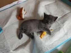 Chaton chartreux femelle loof  rserver