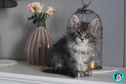 Chaton de race maine coon  rserver