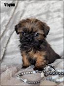 A rserver, voyou, superbe mle shih tzu ,fauve uni, lof