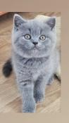 Chaton british shorthair/longhair bleu /lilas