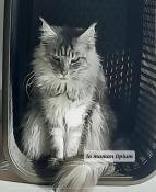 Magnifique maine coon femelle black silver blotched tabby