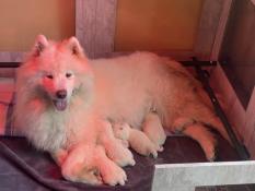 Adoption portee chiots samoyede