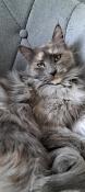 Magnifique femelle maine coon