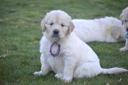 Chiots golden retrievers levs en famille